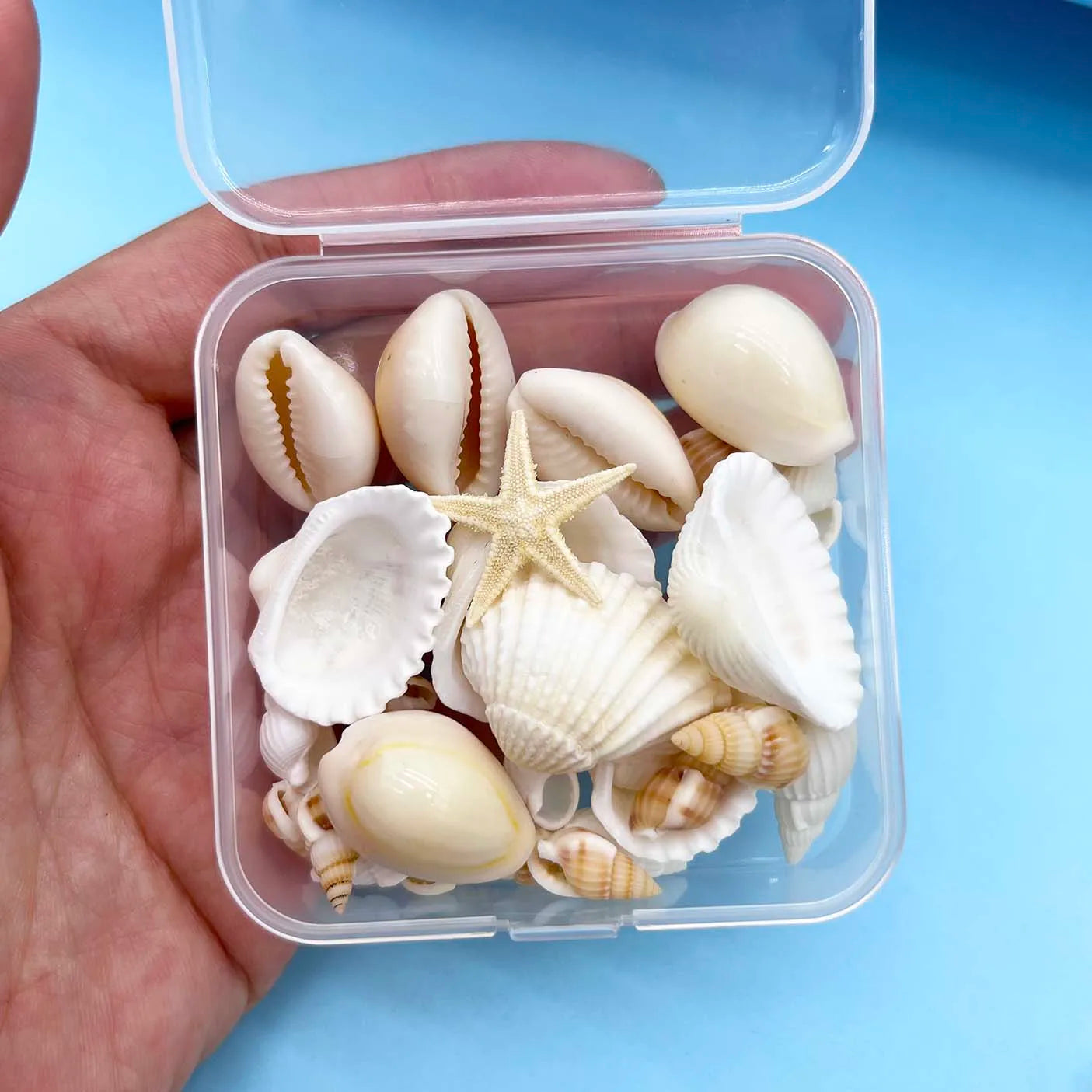 Natural Seashell & Conch Mix for Aquarium Decor, Vase Fillers, Nautical Theme, DIY Fish Tank Ornaments and Craft Supplies