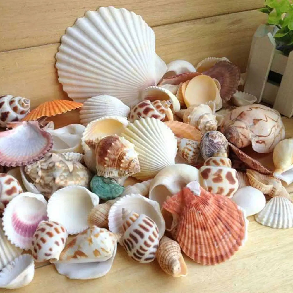 100g/bag Mixed Sea Beach Conch Shells Crafts Seashells Mini Natural Conch Corn Screw DIY Aquarium Landscape Decor Photo Props