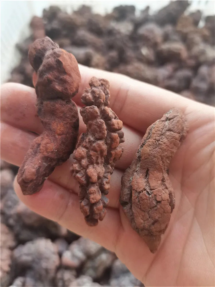 1000g Fossilized Dinosaur Poop Specimen COPROLITE Authentic from Madagascar Dino Sample for Educational Purposes
