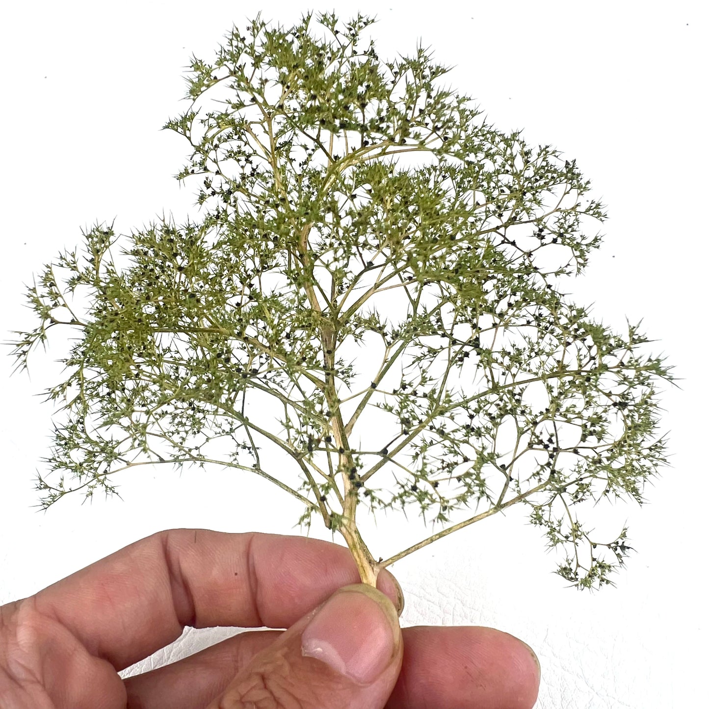 Diorama Sea Foam Trees&Bushes Miniature Vegetation Plants for Ho Diy Model Making/War Scenery/Transformation Kits/Landscape 1