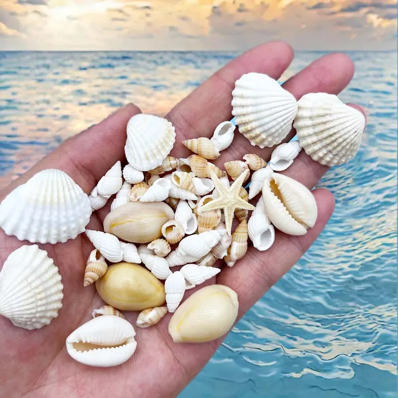 Natural Seashell & Conch Mix for Aquarium Decor, Vase Fillers, Nautical Theme, DIY Fish Tank Ornaments and Craft Supplies