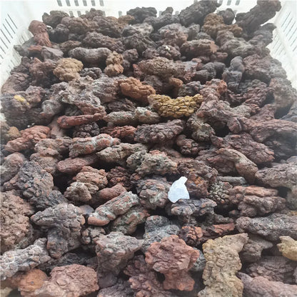 1000g Fossilized Dinosaur Poop Specimen COPROLITE Authentic from Madagascar Dino Sample for Educational Purposes