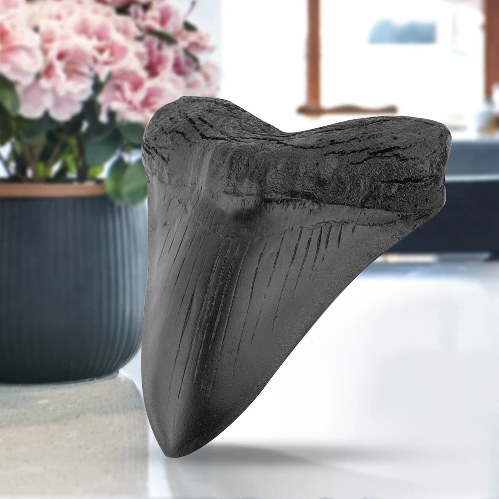 Black Shark Teeth Fossil 5inch Giant Megalodon Tooth Home Decoration Shark Tooth Replica Marine Bology Teaching Props Best Gi