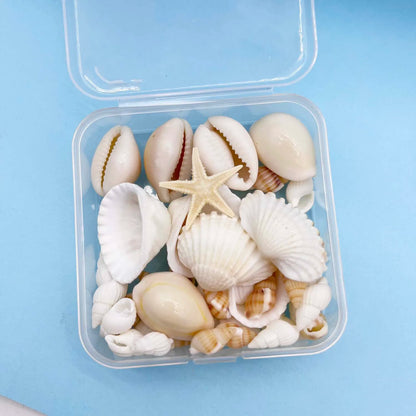 Natural Seashell & Conch Mix for Aquarium Decor, Vase Fillers, Nautical Theme, DIY Fish Tank Ornaments and Craft Supplies
