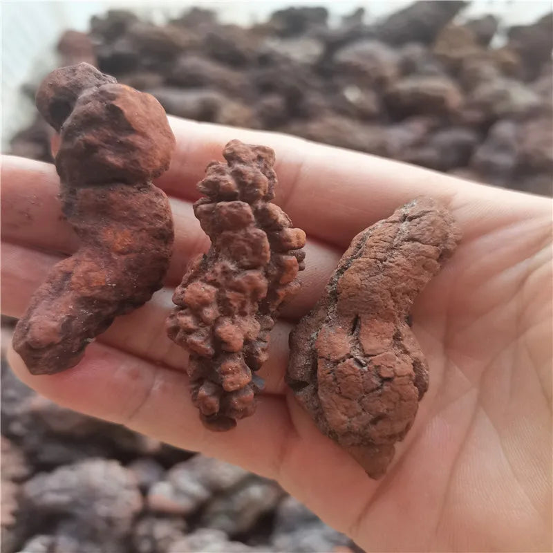 1000g Fossilized Dinosaur Poop Specimen COPROLITE Authentic from Madagascar Dino Sample for Educational Purposes