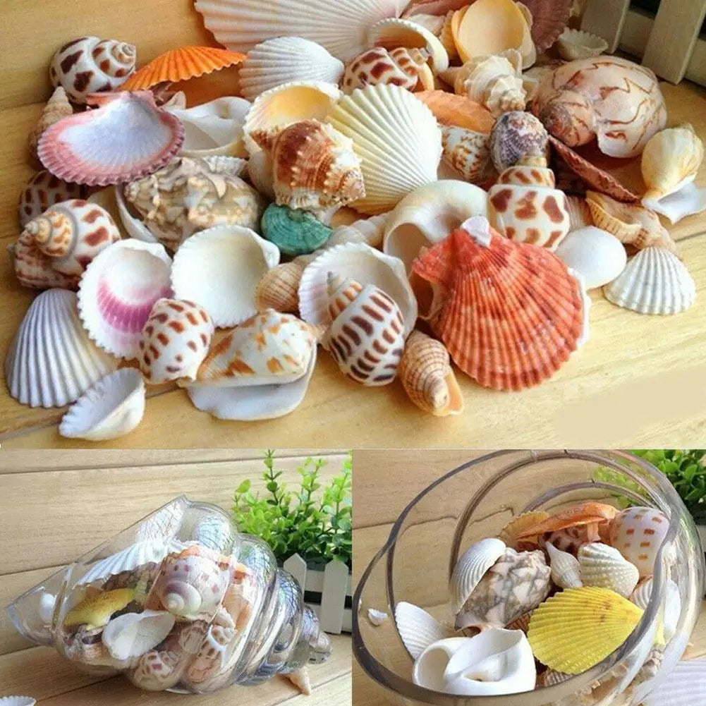 100g/bag Mixed Sea Beach Conch Shells Crafts Seashells Mini Natural Conch Corn Screw DIY Aquarium Landscape Decor Photo Props
