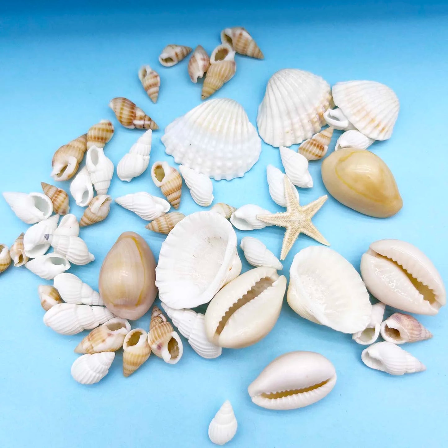 Natural Seashell & Conch Mix for Aquarium Decor, Vase Fillers, Nautical Theme, DIY Fish Tank Ornaments and Craft Supplies