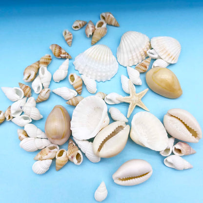 Natural Seashell & Conch Mix for Aquarium Decor, Vase Fillers, Nautical Theme, DIY Fish Tank Ornaments and Craft Supplies