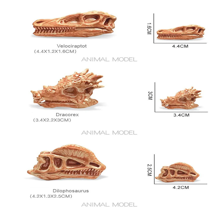 Solid Dinosaur Fossil Model Simulation Hand-painted Vivid Carnotaurus Dinosaur Skull Fossil Figurine for Kids Home Decor