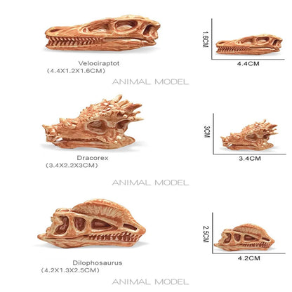 Solid Dinosaur Fossil Model Simulation Hand-painted Vivid Carnotaurus Dinosaur Skull Fossil Figurine for Kids Home Decor