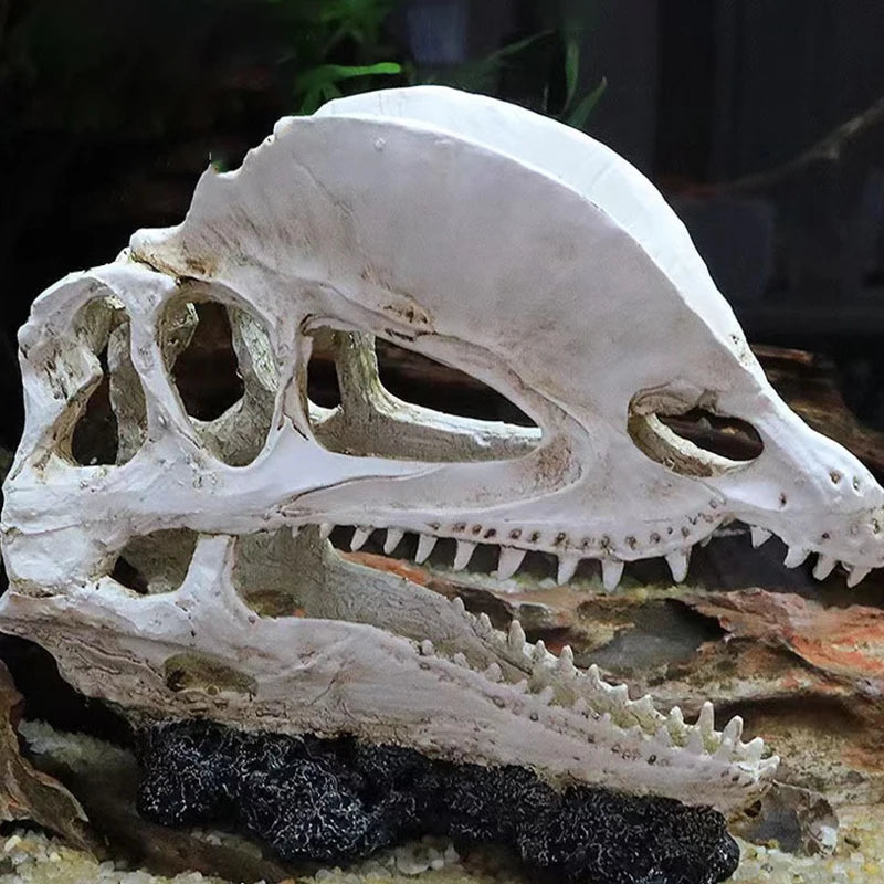 Dinosaur Skull Model Velociraptor Fossil Resin Skull Lifelike Dinosaur Skeleton Statue Figurine Aquarium Decorations Accessor