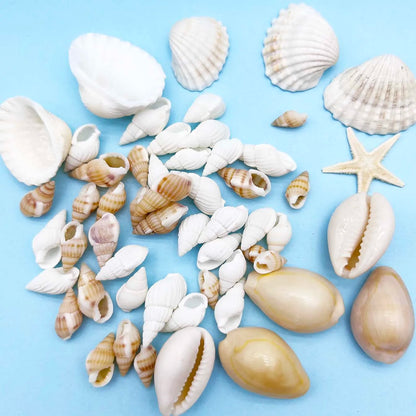 Natural Seashell & Conch Mix for Aquarium Decor, Vase Fillers, Nautical Theme, DIY Fish Tank Ornaments and Craft Supplies