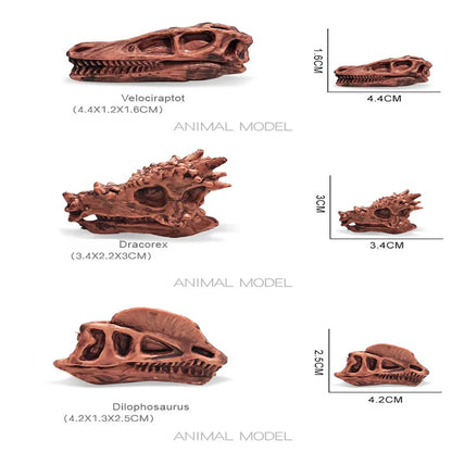 Solid Dinosaur Fossil Model Simulation Hand-painted Vivid Carnotaurus Dinosaur Skull Fossil Figurine for Kids Home Decor