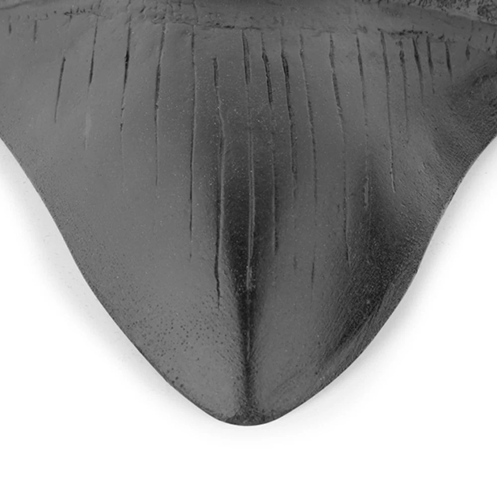 Black Shark Teeth Fossil 5inch Giant Megalodon Tooth Home Decoration Shark Tooth Replica Marine Bology Teaching Props Best Gi