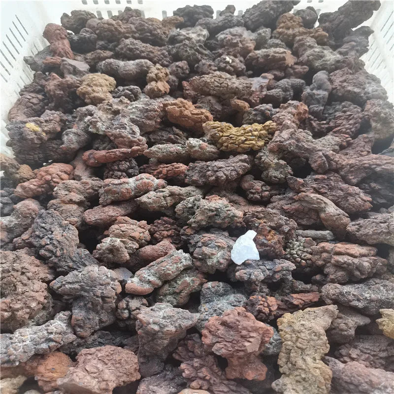 1000g Fossilized Dinosaur Poop Specimen COPROLITE Authentic from Madagascar Dino Sample for Educational Purposes