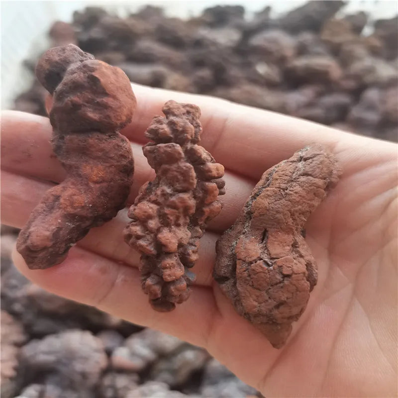 1000g Fossilized Dinosaur Poop Specimen COPROLITE Authentic from Madagascar Dino Sample for Educational Purposes