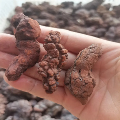 1000g Fossilized Dinosaur Poop Specimen COPROLITE Authentic from Madagascar Dino Sample for Educational Purposes