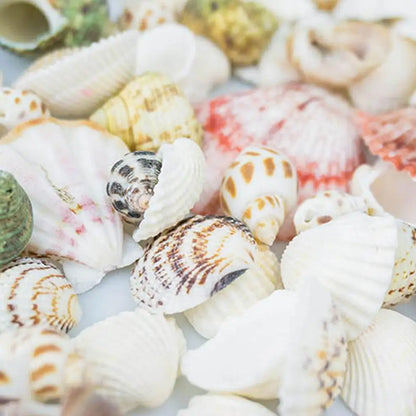 100g/bag Mixed Sea Beach Conch Shells Crafts Seashells Mini Natural Conch Corn Screw DIY Aquarium Landscape Decor Photo Props