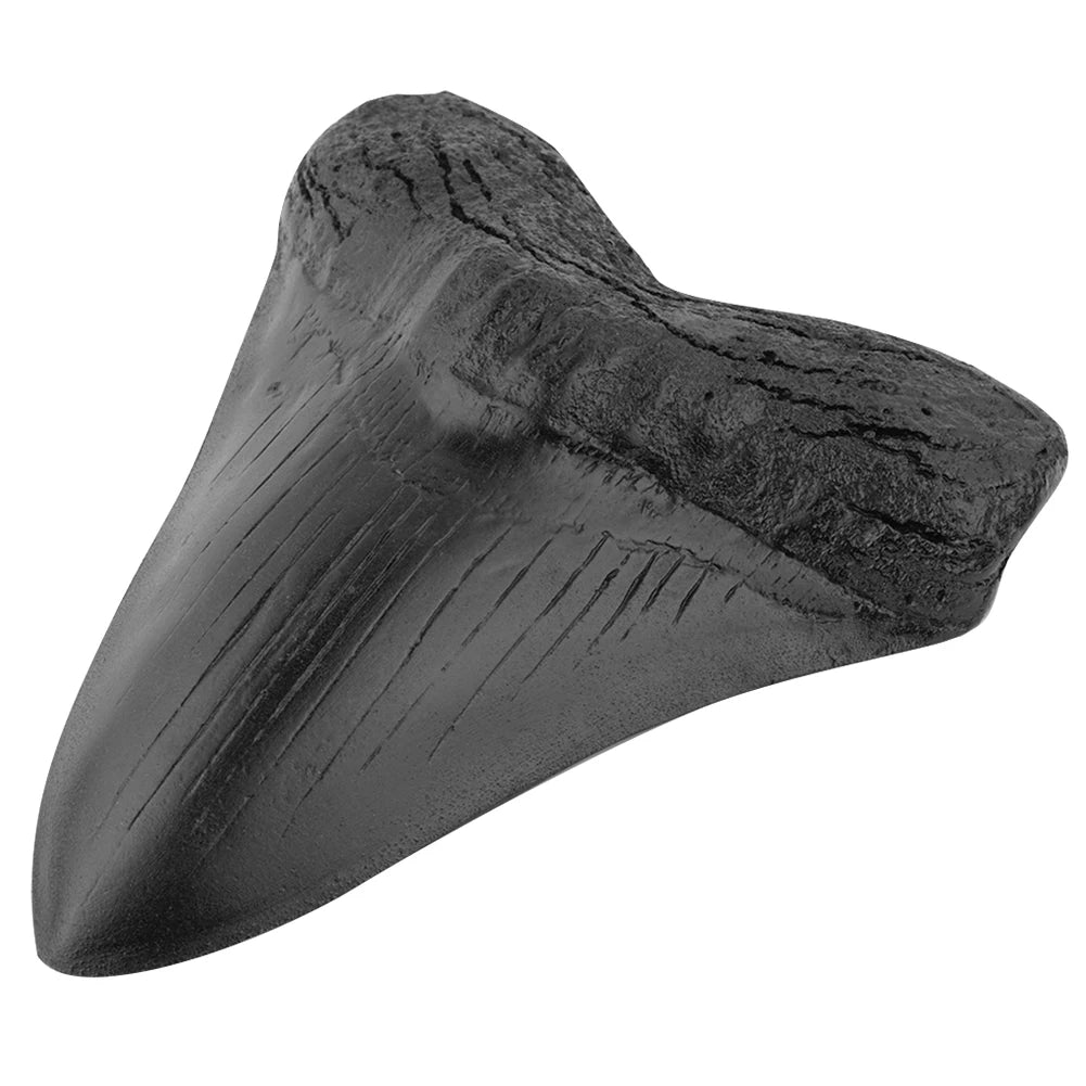 Black Shark Teeth Fossil 5inch Giant Megalodon Tooth Home Decoration Shark Tooth Replica Marine Bology Teaching Props Best Gi