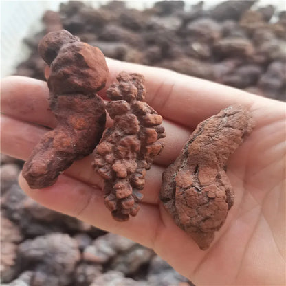 1000g Fossilized Dinosaur Poop Specimen COPROLITE Authentic from Madagascar Dino Sample for Educational Purposes