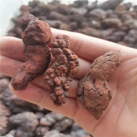 1000g Fossilized Dinosaur Poop Specimen COPROLITE Authentic from Madagascar Dino Sample for Educational Purposes